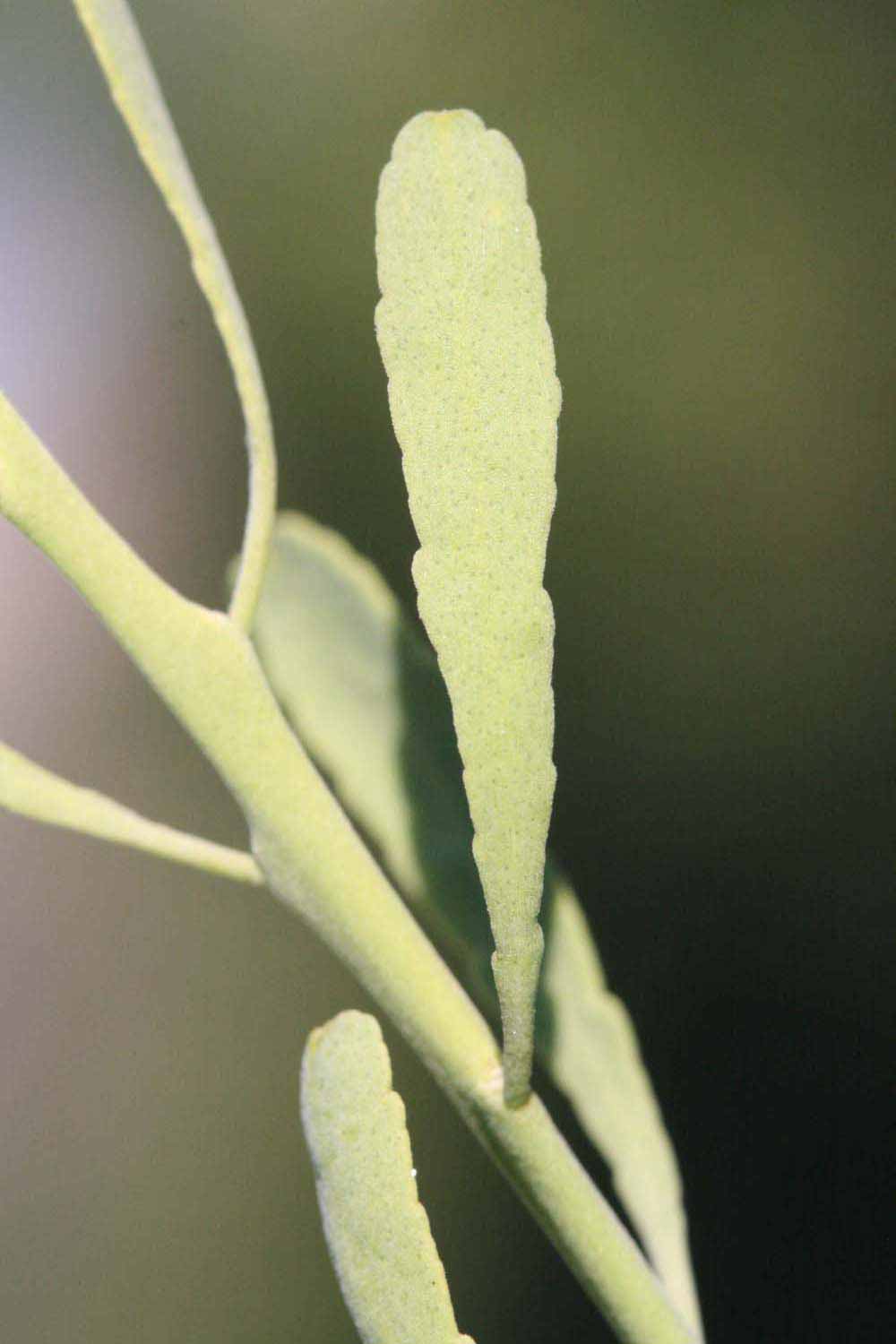              Unifoliolate leaf of  Eremocitrus glauca           (Riverside, CA)       